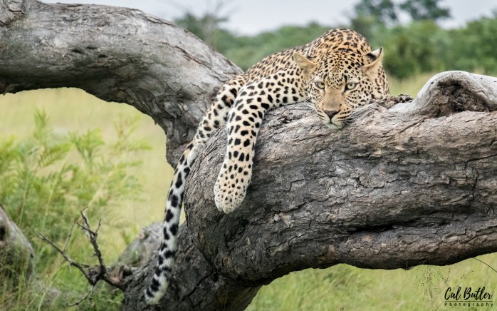 Female leopard resting on a tree trunk