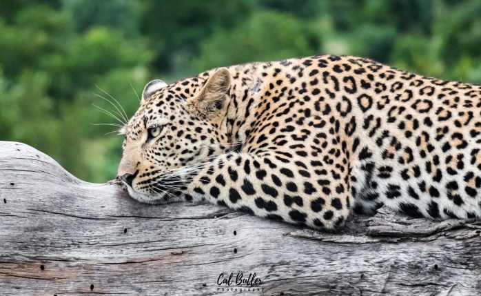 Female leopard resting on a tree trunk
